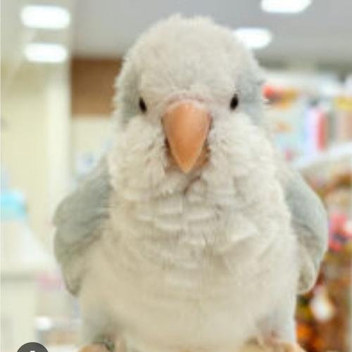 🌸花🌸🐾ᵕ̈🍡のアイコン