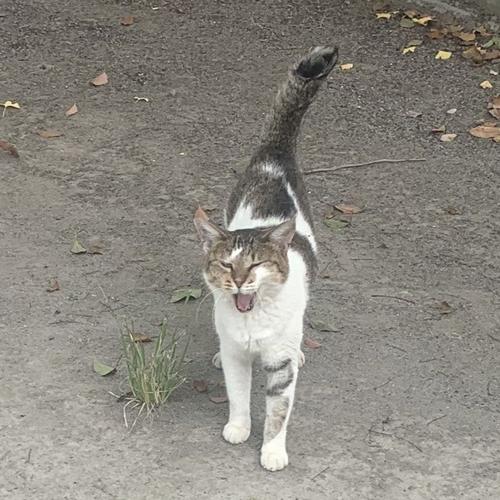 たまのアイコン