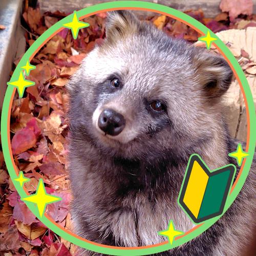 🍂たぬきち🪵のアイコン