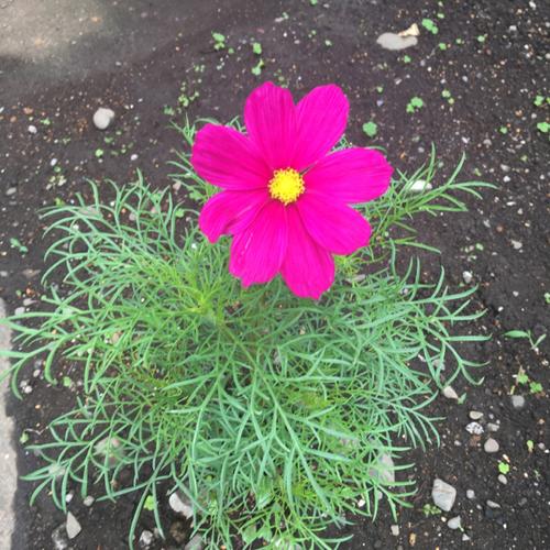 DJ かおるこのアイコン