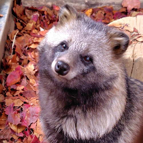 🍂たぬきち🪵のアイコン