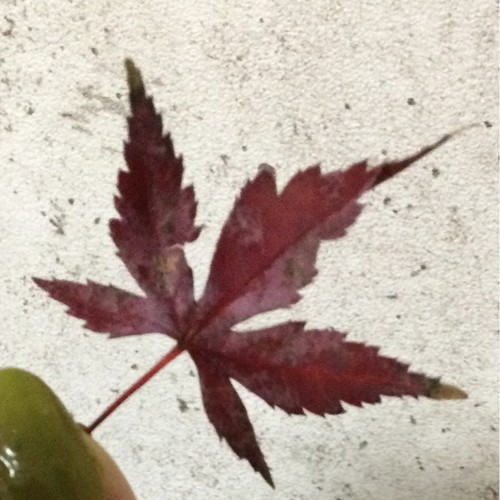 うさぎのアイコン