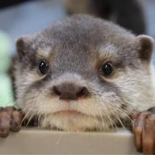 か わ う そ ‪⸜(‪ ˶ ᐛ˶)‪⸝ デ ブ ブのアイコン