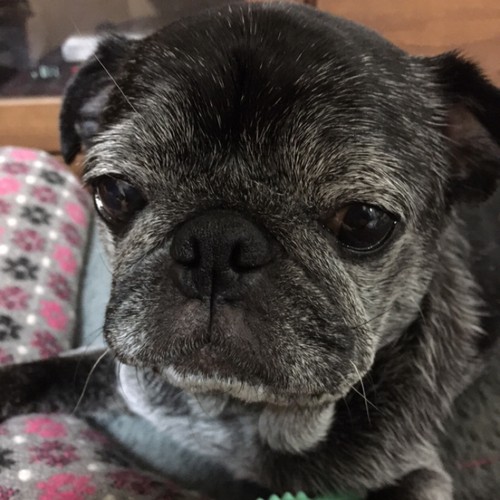 茶子のアイコン