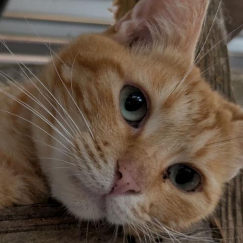 ひらよし（仮）のアイコン