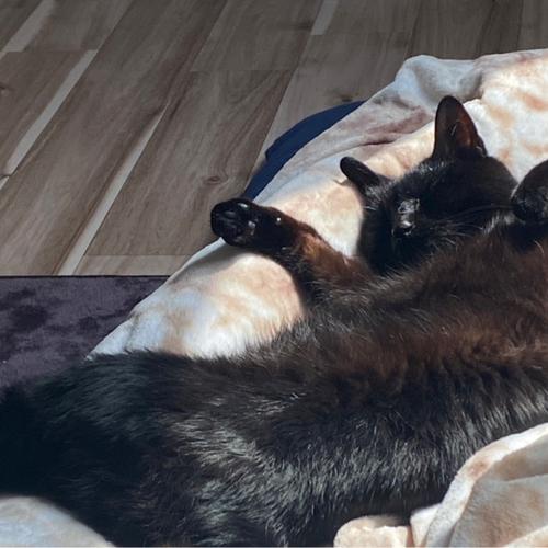 🐈‍⬛クロくんmama のアイコン