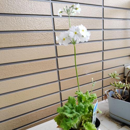 ざくろのアイコン