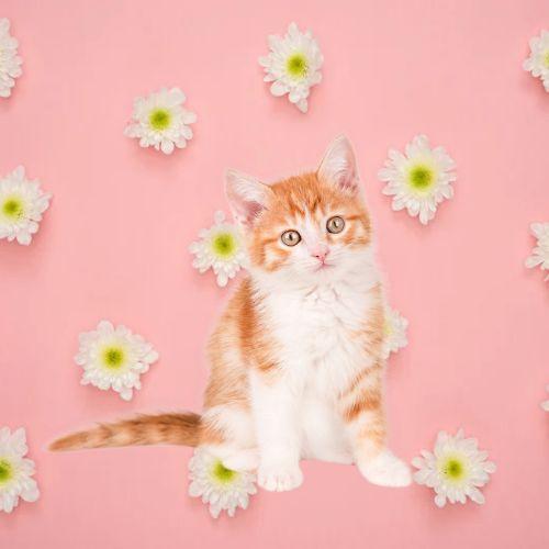 月影と猫耳2ndチャンネル   MIKENEKOTAROTＲｏｏｍのアイコン