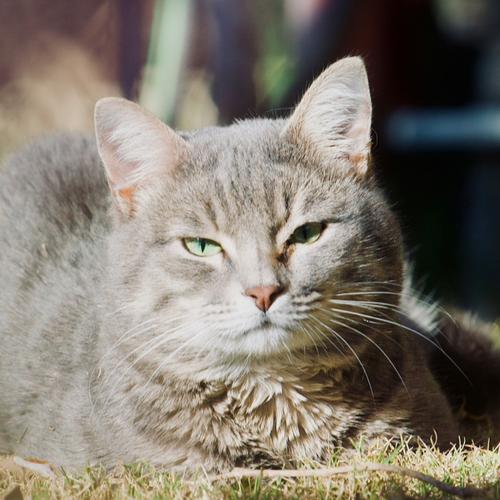 ひなたポコ様のアイコン