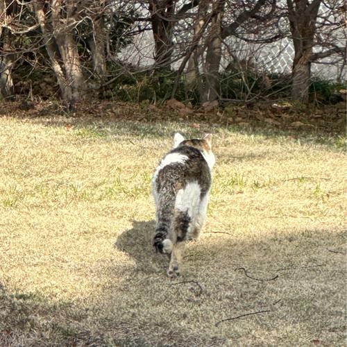 ぬこ様のアイコン