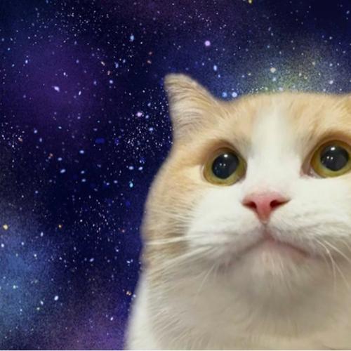 猫のアイコン