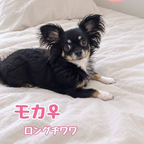 もかのアイコン