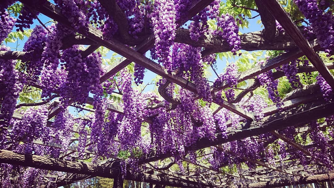 映画『海獣の子供』をみてくれ…