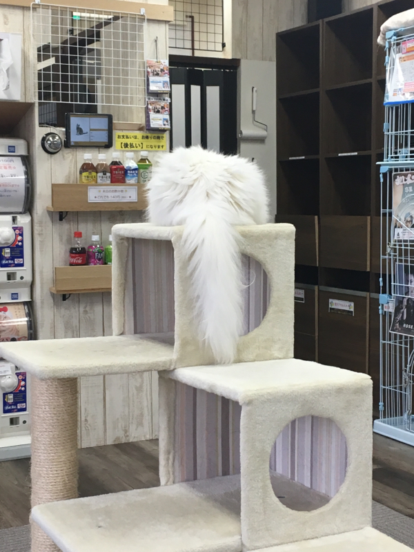 眠れぬ森の僕のため 