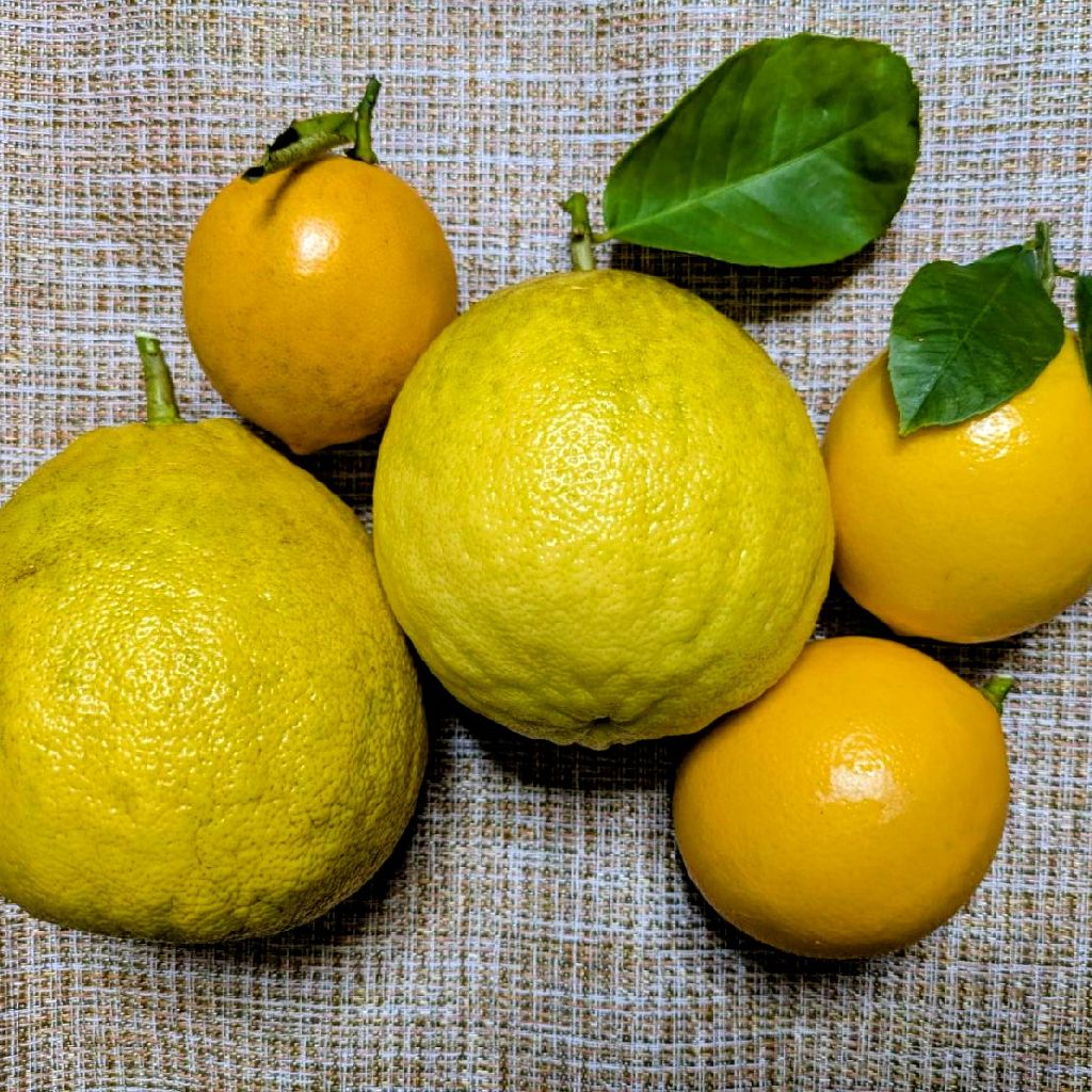 にこちゃんのゆるゆる生活