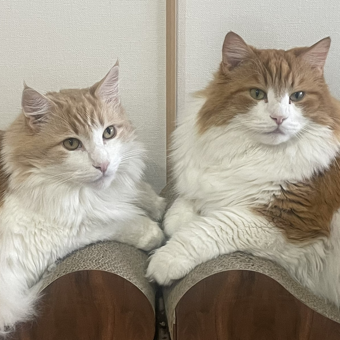 3回目の収録【頭皮の話】