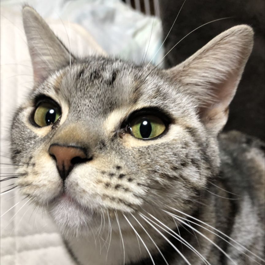 喫茶ゆる文庫 店主 春草の夢