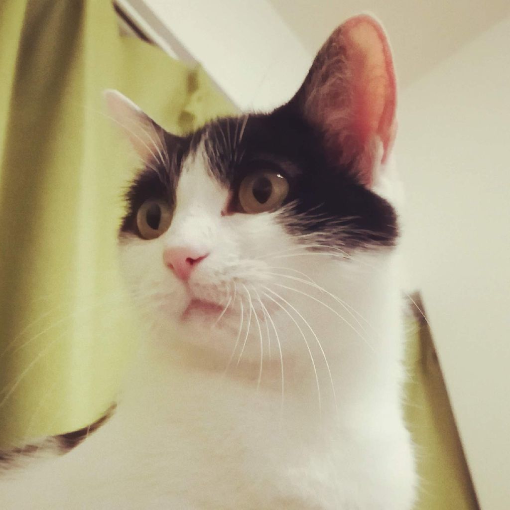 謙遜のシーシャ？|マンデーレコメンド