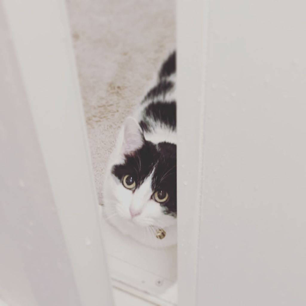 モルディブ、フラワリのメリット&デメリット|マンデーレコメンド