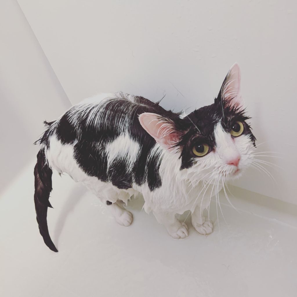 INCOCOマニキュアシール|マンデーレコメンド