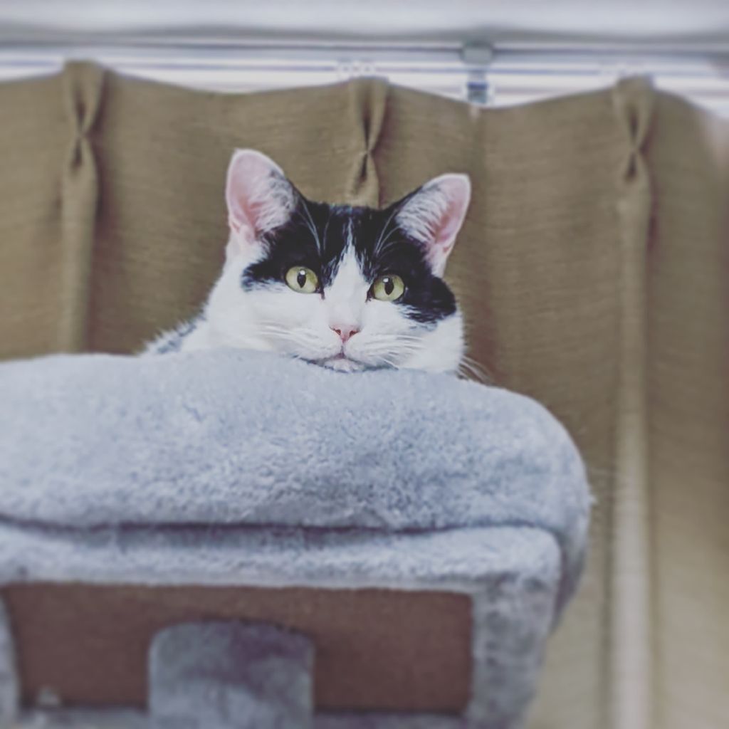 香川の骨付鳥|マンデーレコメンド