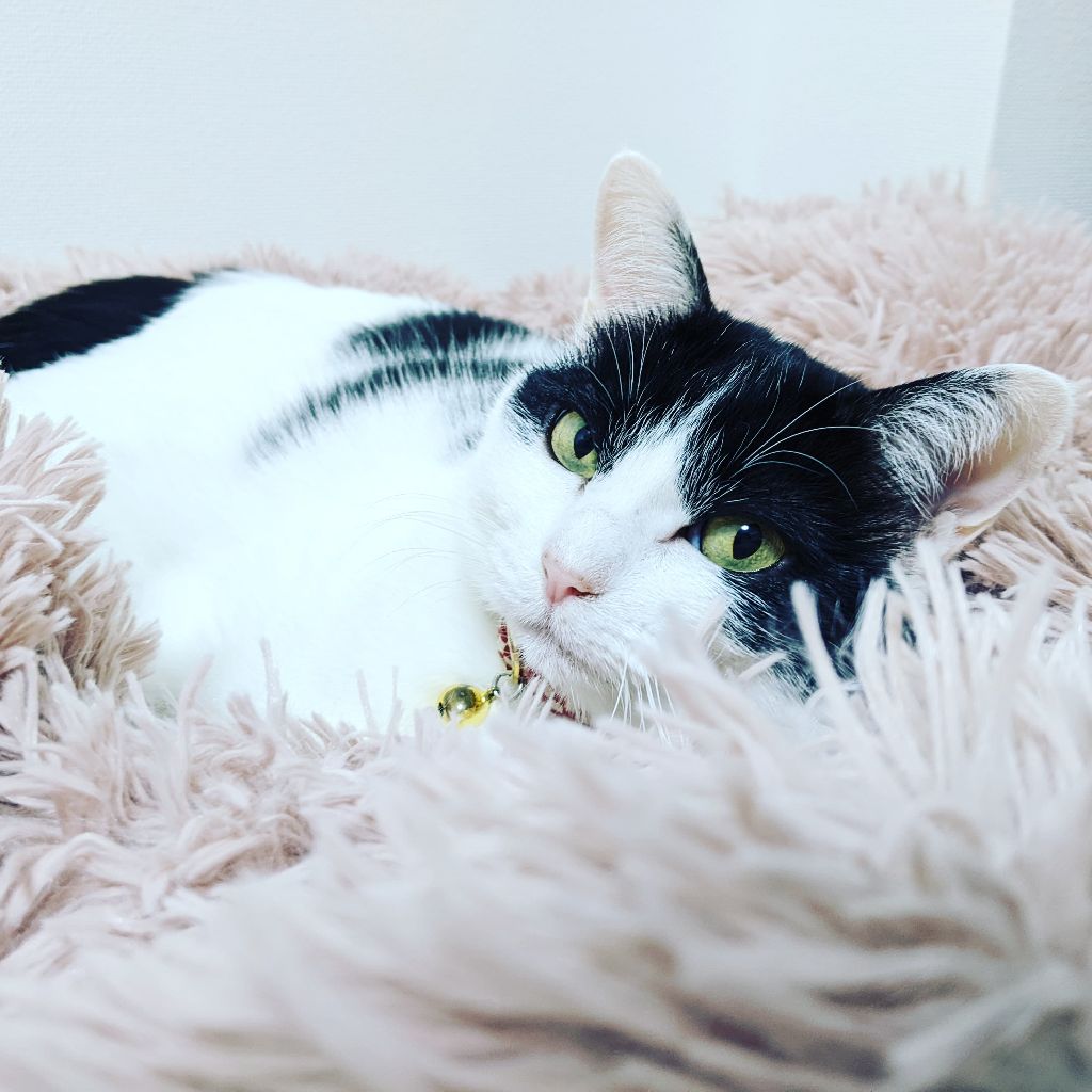 モルックが楽しい|マンデーレコメンド