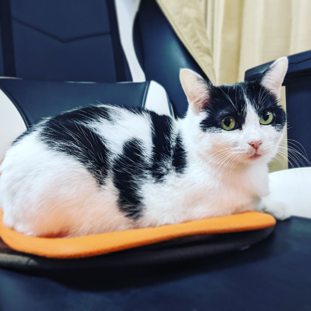 水浸しで大パニック！割烹着|マンデーレコメンド