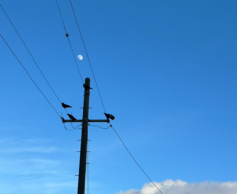 第６夜　機械に嫌われたヤギ