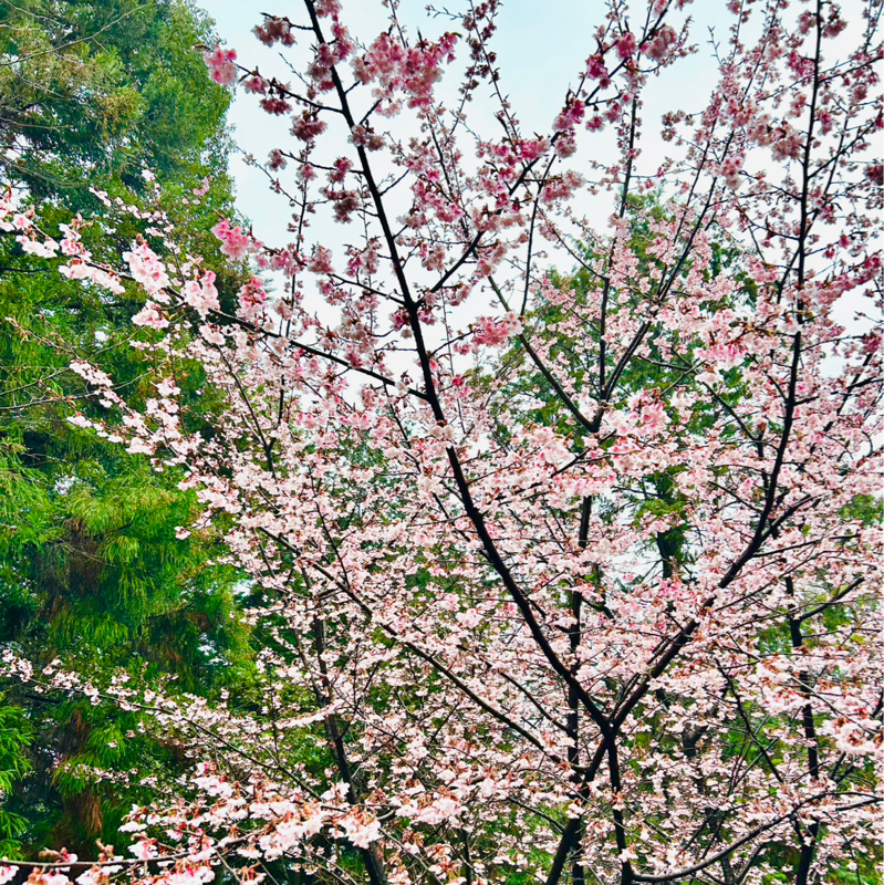 第４４夜　卒業式に行ったヤギ