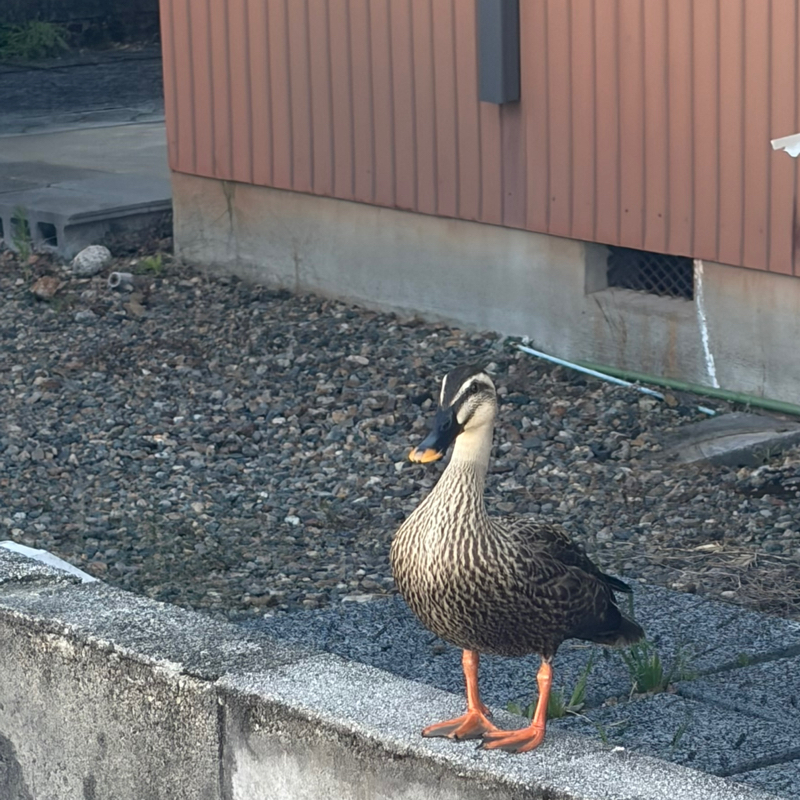 第７１夜　ある日、住宅街でカモとシカに出会った