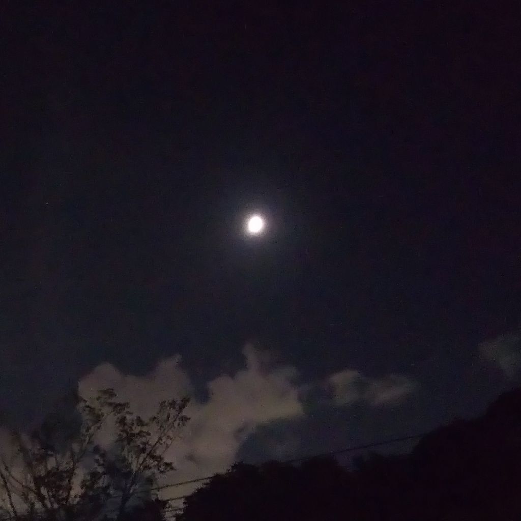 ロアー・ボイ／静かな夜