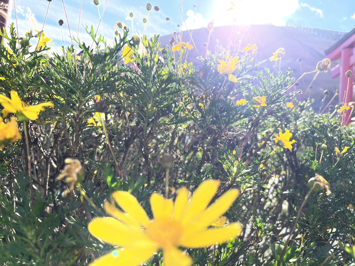 はじめちゃいました！