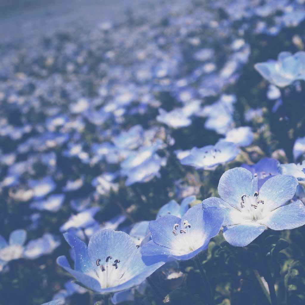 【 アカペラ 】忘れてください　/　ヨルシカ 