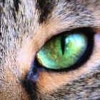 #7 名うての泥棒猫　石川さゆりと椎名林檎