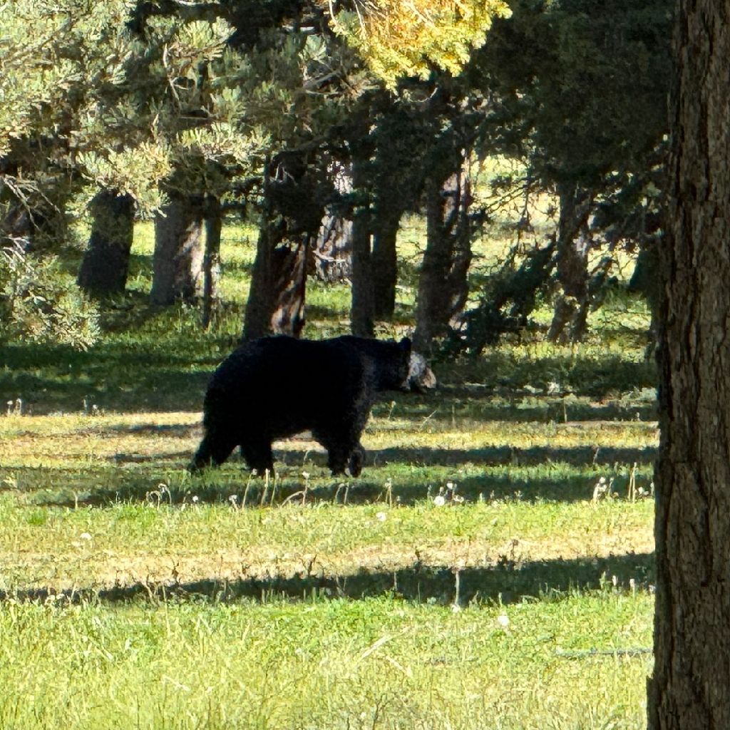 Compadre. Jr No Katari