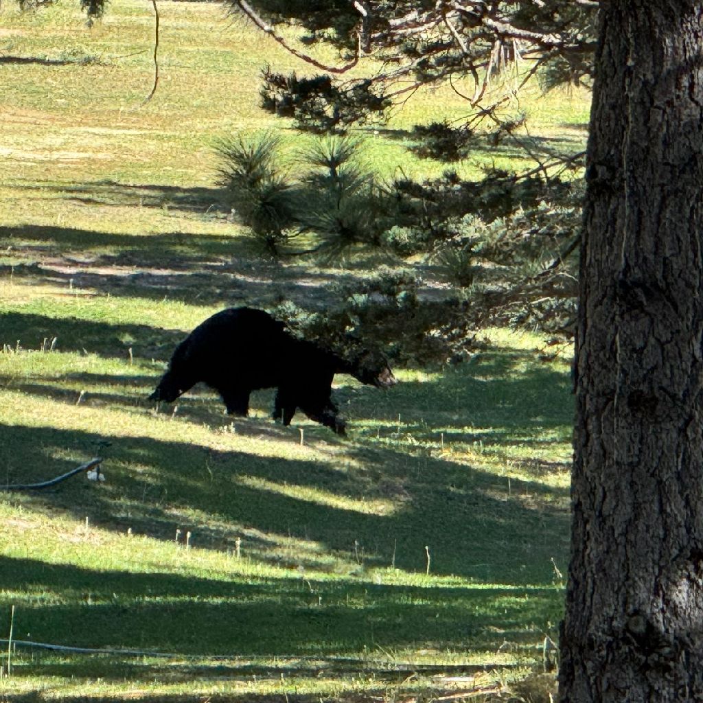 ゴルフ場で野生の熊に出会って、その写真をアイコンにしてみた。