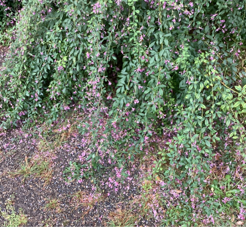 りすの物語\秋詩乃美雨