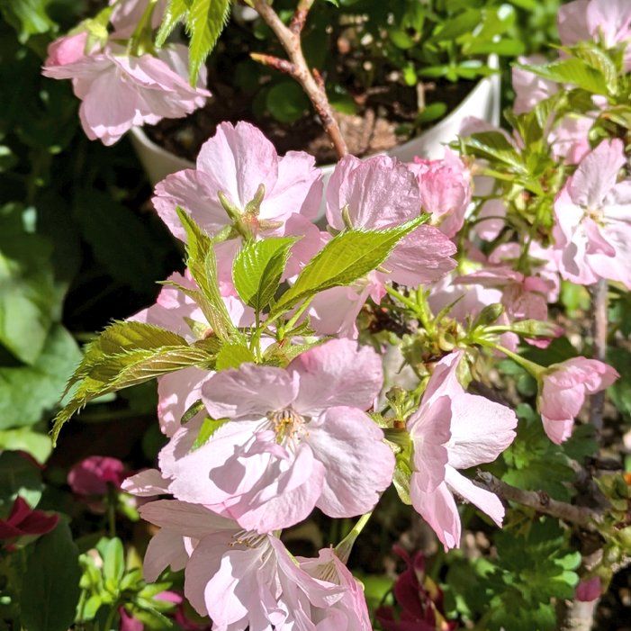 頂いたおたよりでトークなど🌸②
