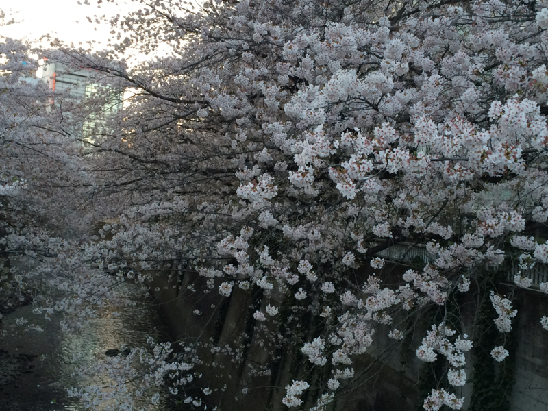 高田馬場でお花見