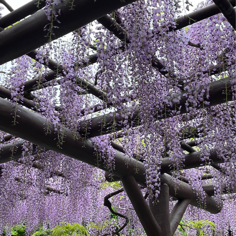 藤の花を見に行きました