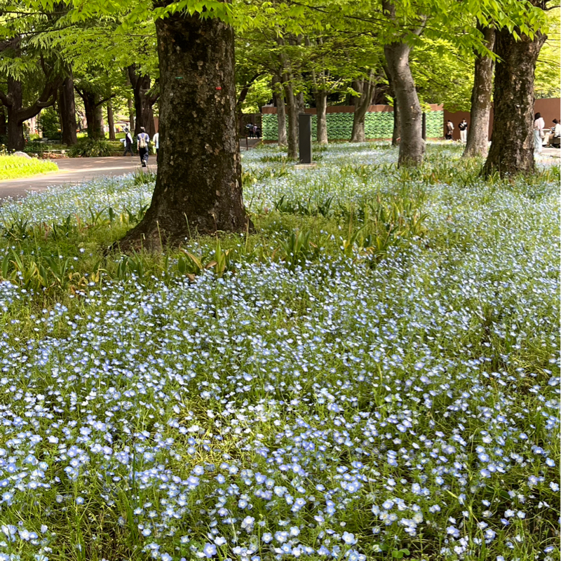 ネモフィラを見に行ってきました