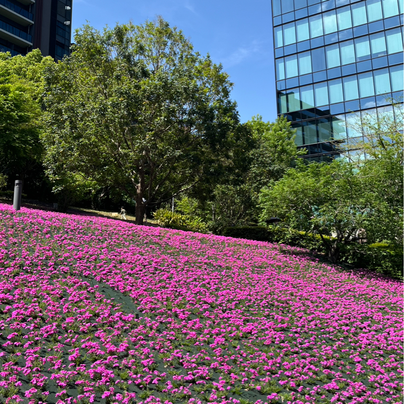 芝桜見に行ってきました