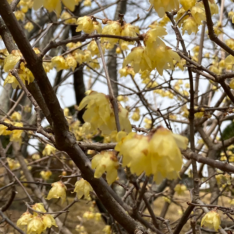 #1 蝋梅、辞書、青って光