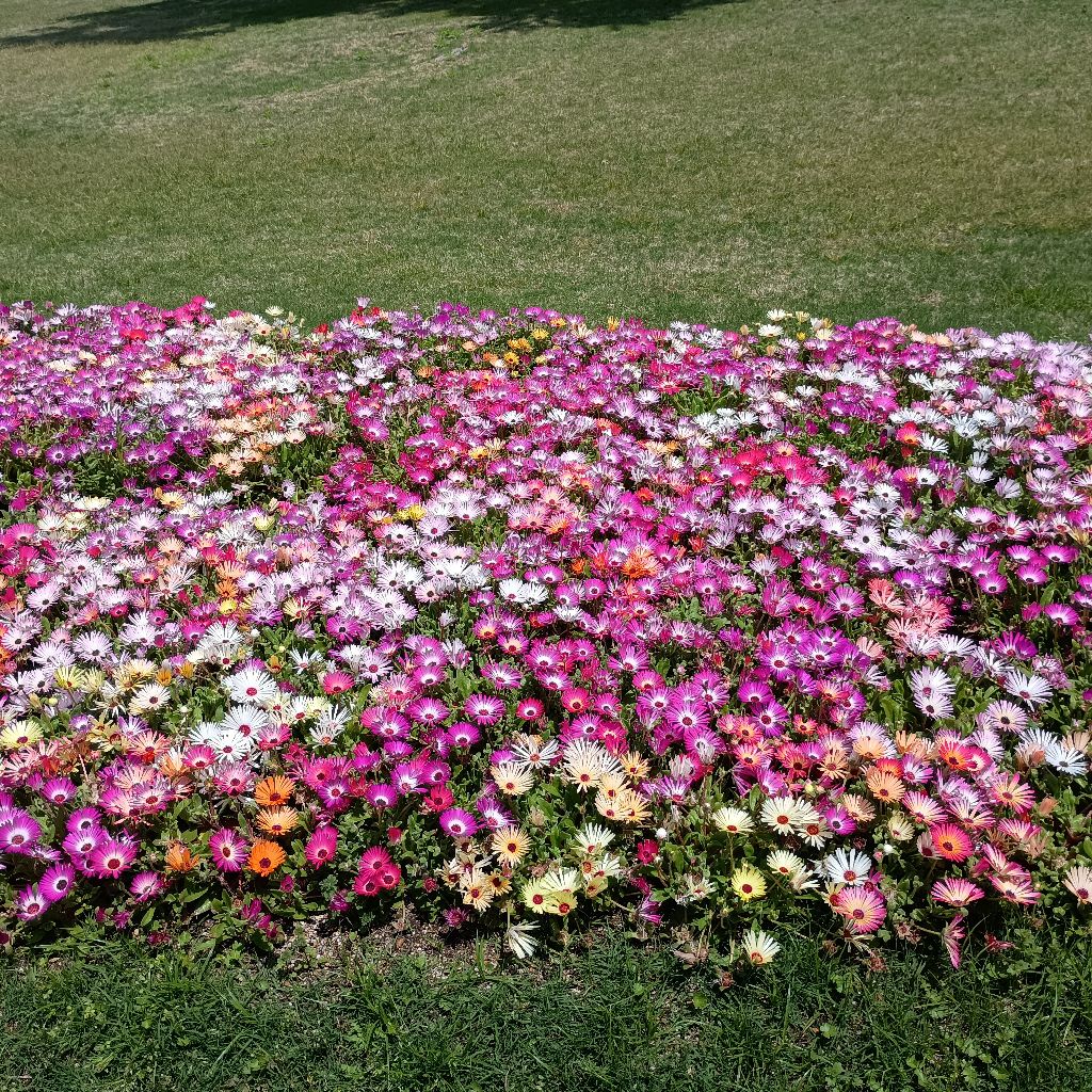 朗読「星の王子さま」