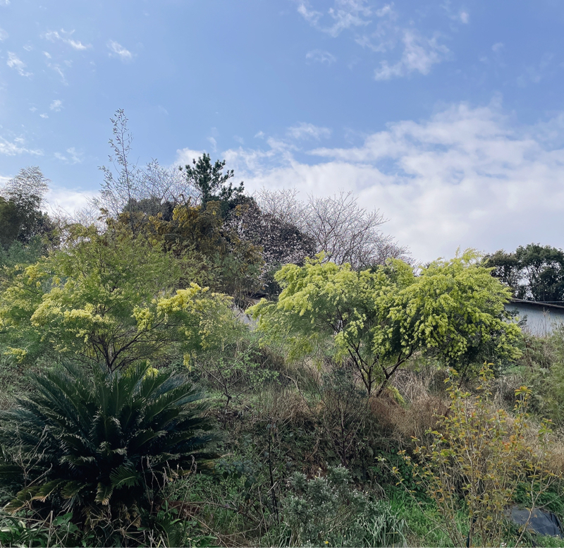 ありがとうの神様　小林正観さん