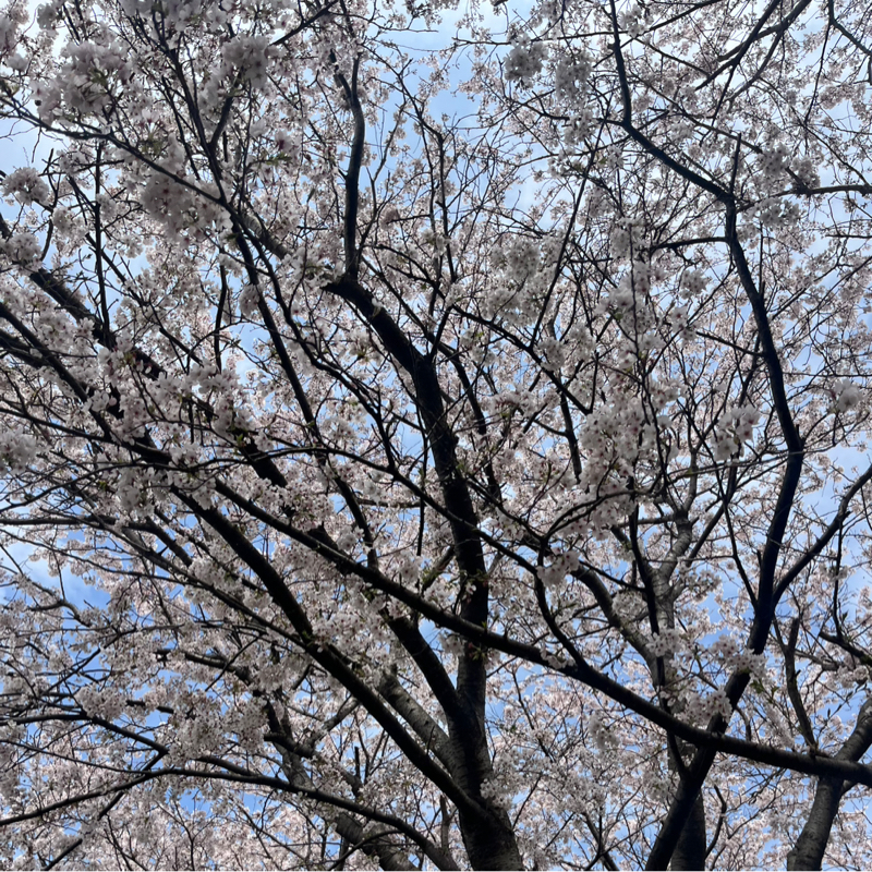 報酬が低くても海外に行く理由