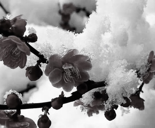 なごり雪　　　イルカ