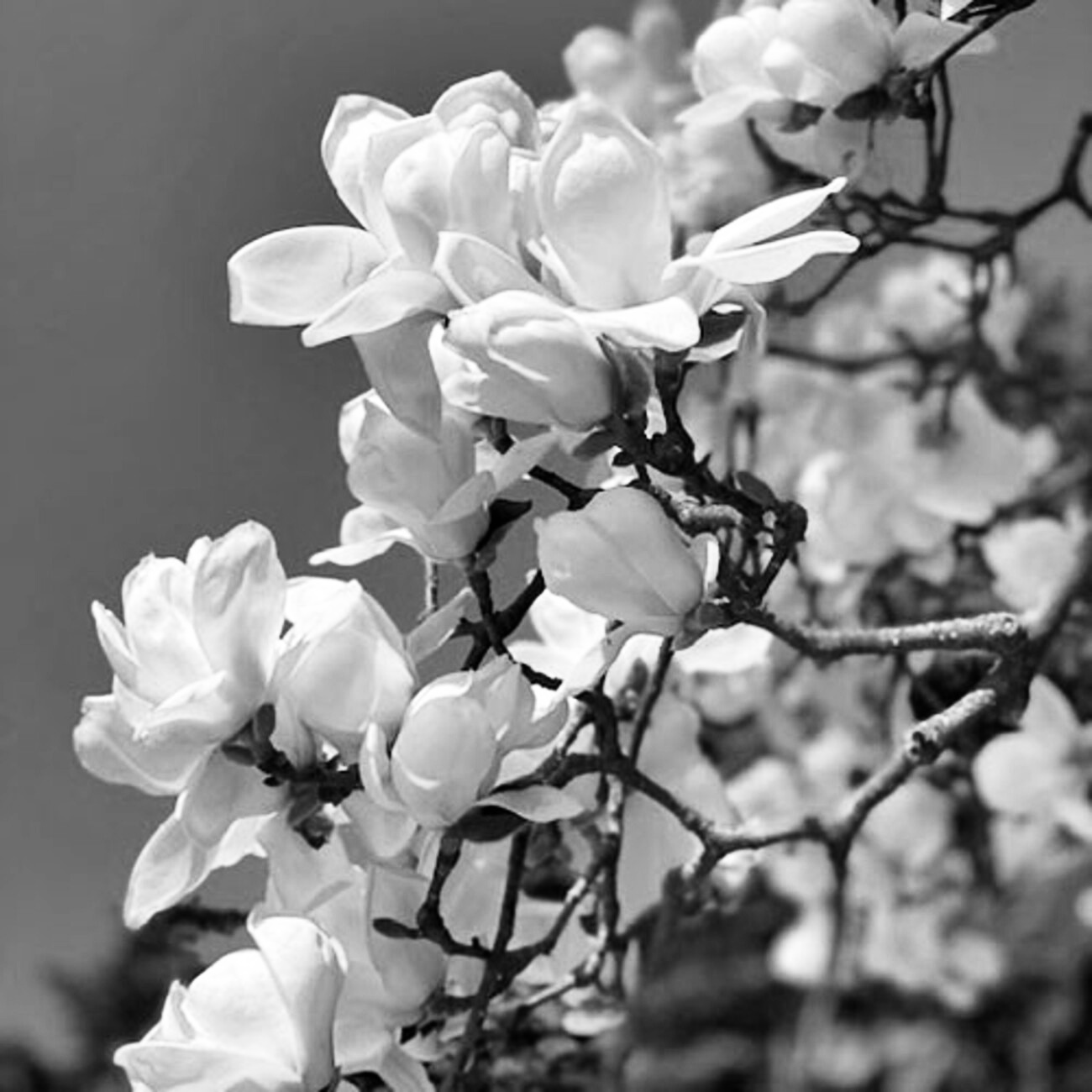 木蘭の涙 アコギver.　スターダストレビュー