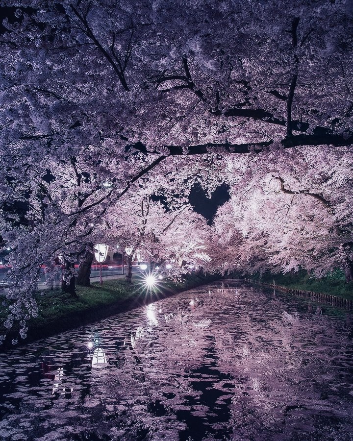 夜桜お七　　　坂本冬美