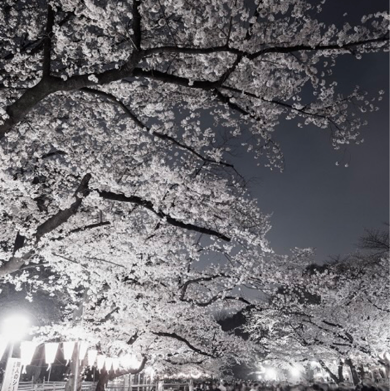 千本桜　　　和楽器バンド